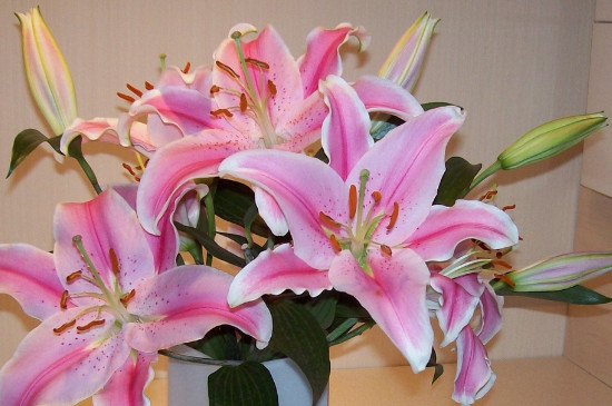 百合花插在水里如何养