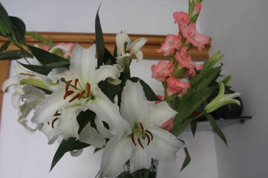 百合花插在水里如何养