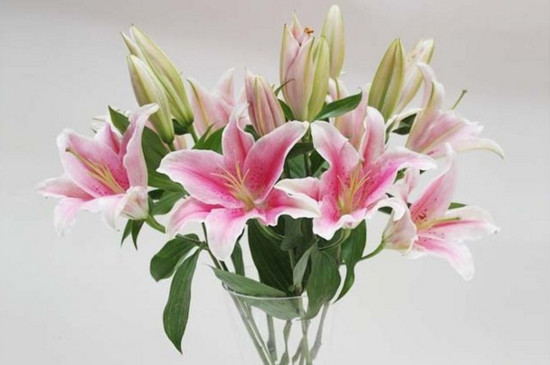 鲜花百合花如何养水里，3步插花/5个要点让花开更持久