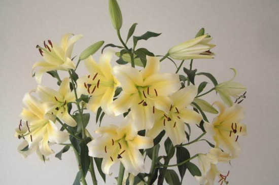 鲜花百合花如何养水里，3步插花/5个要点让花开更持久