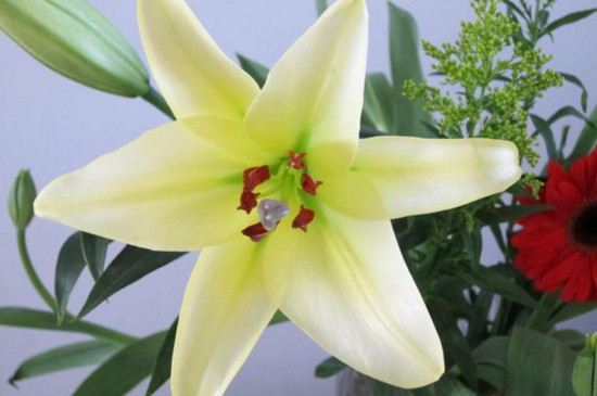 鲜花百合花如何养水里，3步插花/5个要点让花开更持久