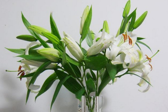 鲜花百合花如何养水里，3步插花/5个要点让花开更持久