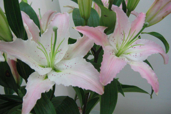 鲜花百合花如何养水里，3步插花/5个要点让花开更持久