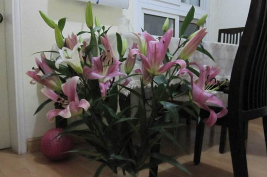 鲜花百合花如何养水里，3步插花/5个要点让花开更持久