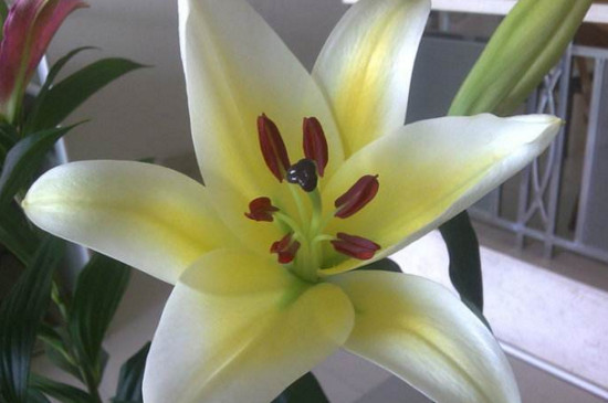 鲜花百合花如何养水里，3步插花/5个要点让花开更持久