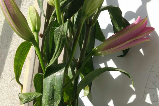 百合花叶子软了如何办，掌握四个办法让叶片恢复生机