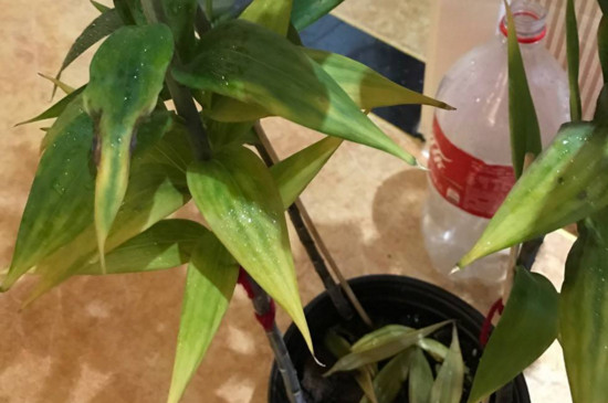 百合花叶子软了如何办，掌握四个办法让叶片恢复生机