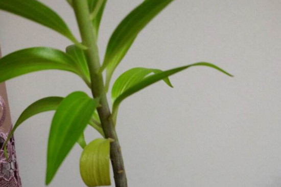 百合花叶子软了如何办，掌握四个办法让叶片恢复生机