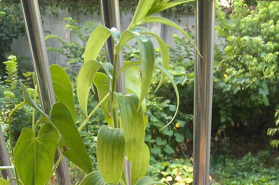 百合花叶子软了如何办，掌握四个办法让叶片恢复生机