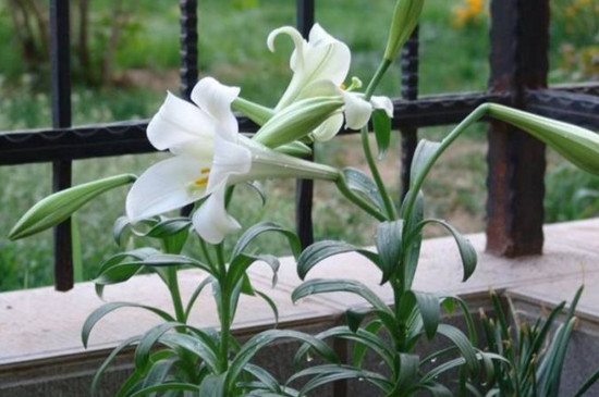 百合花叶子软了如何办，掌握四个办法让叶片恢复生机