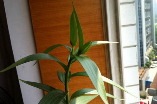 百合花叶子软了如何办，掌握四个办法让叶片恢复生机