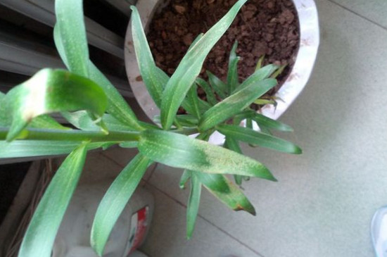 百合花叶子软了如何办，掌握四个办法让叶片恢复生机