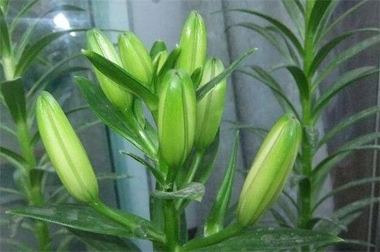 百合花蕾没开花就掉了，3种办法让百合花满枝头