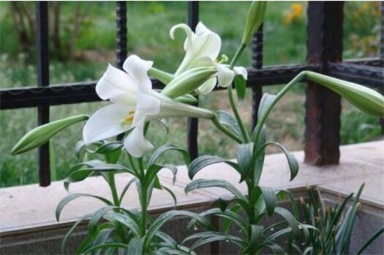 百合花蕾没开花就掉了，3种办法让百合花满枝头