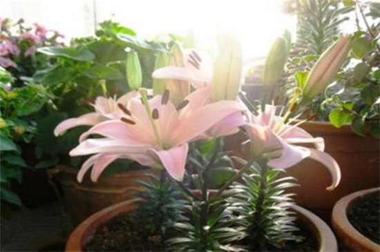 百合花蕾没开花就掉了，3种办法让百合花满枝头