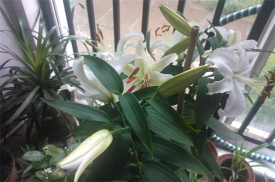 百合花蕾没开花就掉了，3种办法让百合花满枝头
