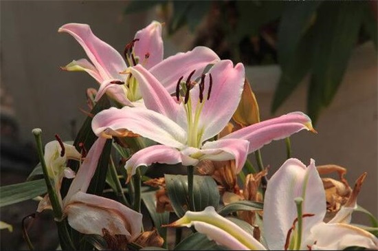 百合花蕾没开花就掉了，3种办法让百合花满枝头