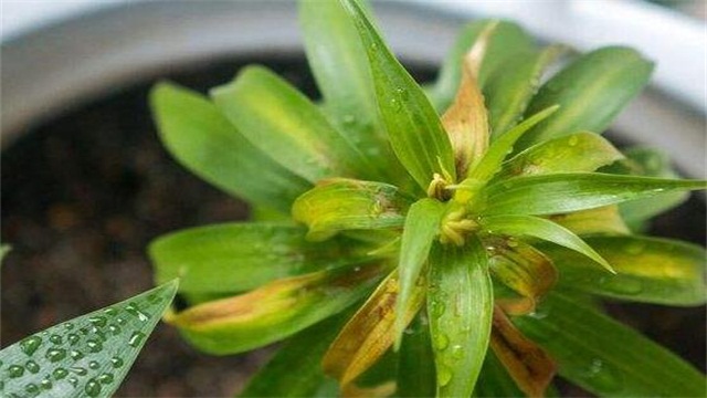 百合花叶子发黄如何办