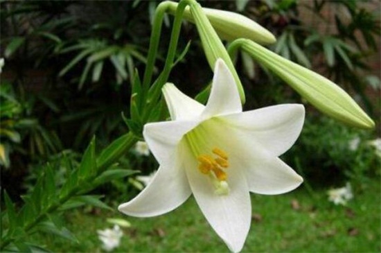 百合花叶子发黄如何办