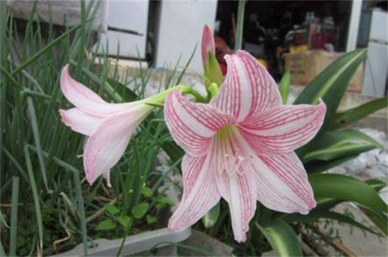 百合花叶子发黄如何办