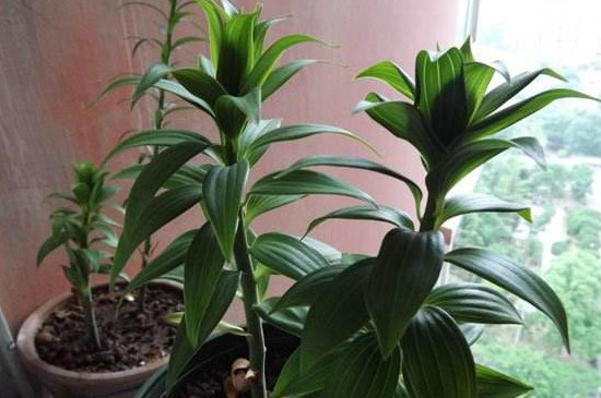 百合花可以插枝吗，可以/百合花用枝条扦插成活的办法