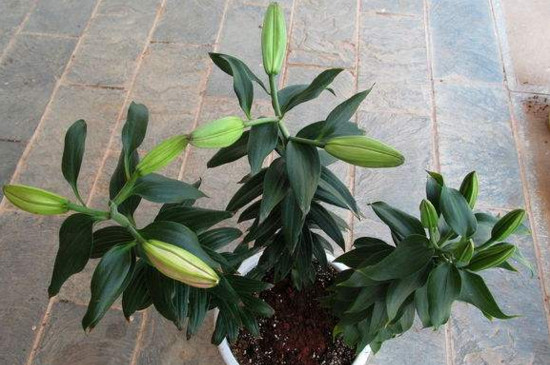 百合花可以插枝吗，可以/百合花用枝条扦插成活的办法