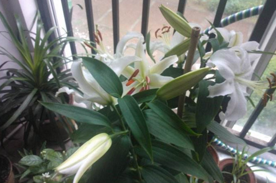 百合花可以插枝吗，可以/百合花用枝条扦插成活的办法