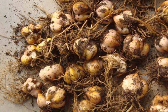 百合花可以插枝吗，可以/百合花用枝条扦插成活的办法