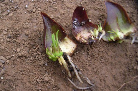 百合花可以插枝吗，可以/百合花用枝条扦插成活的办法