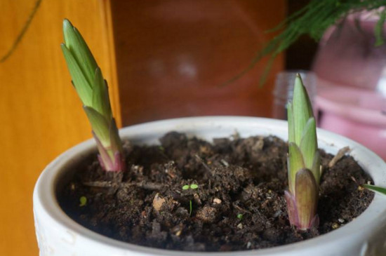 百合花可以插枝吗，可以/百合花用枝条扦插成活的办法