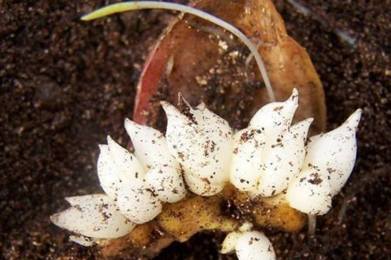 百合花可以插枝吗，可以/百合花用枝条扦插成活的办法