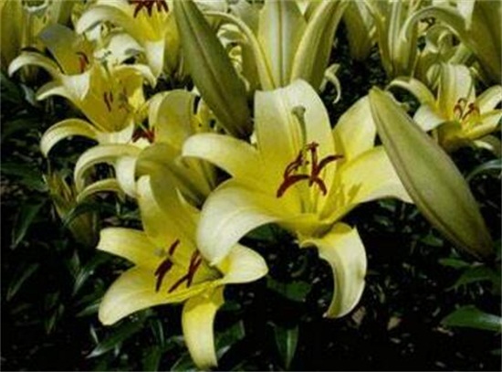 百合花开花后如何处理，4个要点教你开花后处理办法