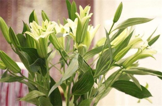 百合花开花后如何处理，4个要点教你开花后处理办法