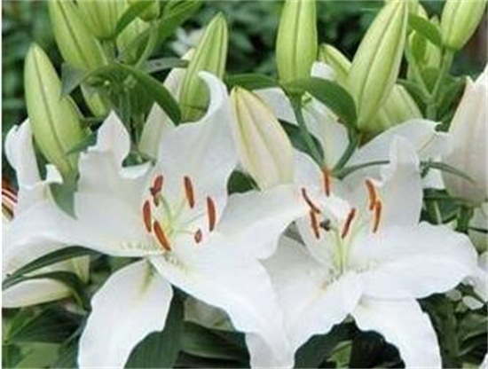 百合花开花后如何处理，4个要点教你开花后处理办法