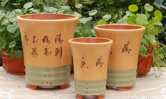 百合花的盆栽养护秘诀,5个小诀窍让百合花开爆盆