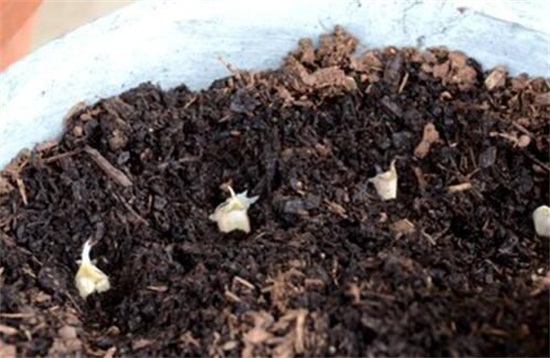 百合花的盆栽养护秘诀,5个小诀窍让百合花开爆盆