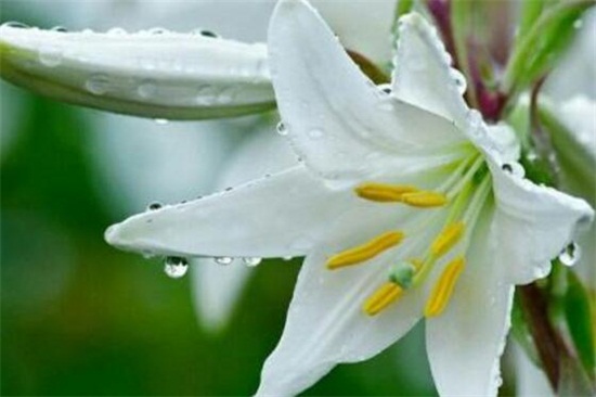 百合花的盆栽养护秘诀,5个小诀窍让百合花开爆盆