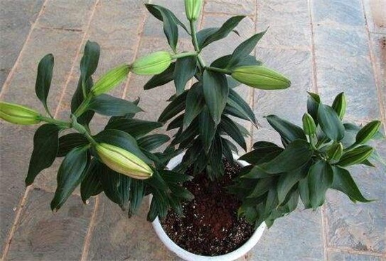 百合花的盆栽养护秘诀,5个小诀窍让百合花开爆盆