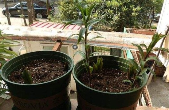 百合花的盆栽养护秘诀,5个小诀窍让百合花开爆盆