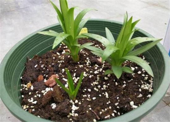 百合花的盆栽养护秘诀，5个小诀窍让百合花开爆盆
