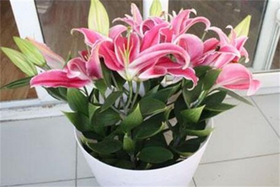 百合花的盆栽养护秘诀,5个小诀窍让百合花开爆盆