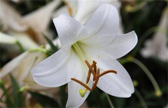 百合花的盆栽养护秘诀,5个小诀窍让百合花开爆盆