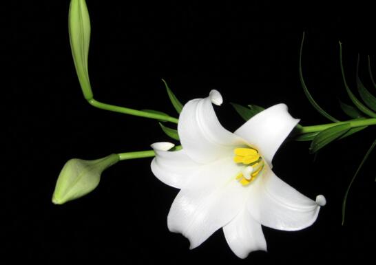 百合花语是什么,送百合花代表什么意思