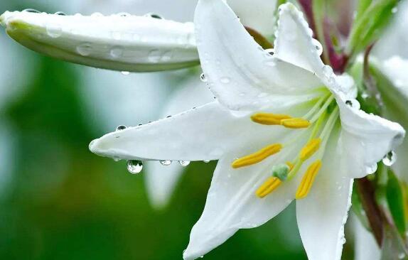 百合花语是什么,送百合花代表什么意思