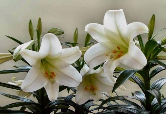 百合花语是什么,送百合花代表什么意思