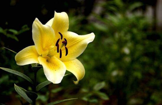 百合花语是什么,送百合花代表什么意思