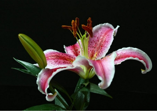 百合花可以放在卧室吗 百合花适合放在卧室吗:不适合,百合花香过于浓郁,在密闭空间内容易让人感到头晕,甚至过敏