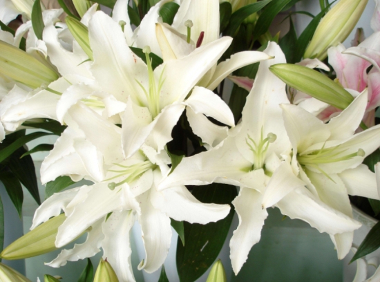 百合花为何要摘掉花蕊：为了不影响美观及延长百合花的花期