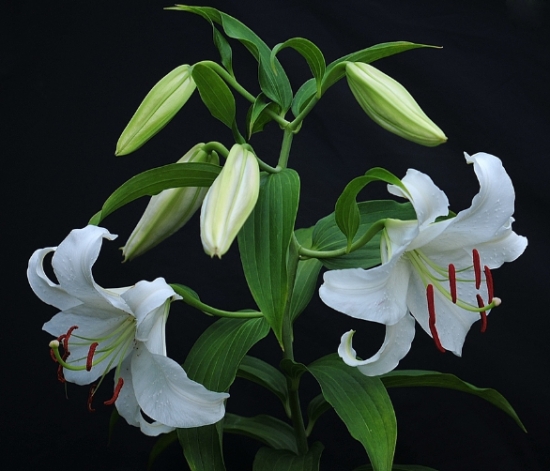 百合年花如何选购 百合年花如何选购