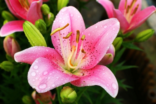 百合花的养殖办法与留意事项 百合花的养殖办法与留意事项:养猫家庭留意让猫远离百合花